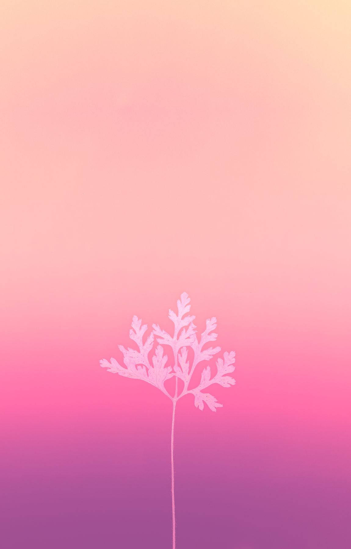 Baby Pink Leaf On Gradient Wallpaper