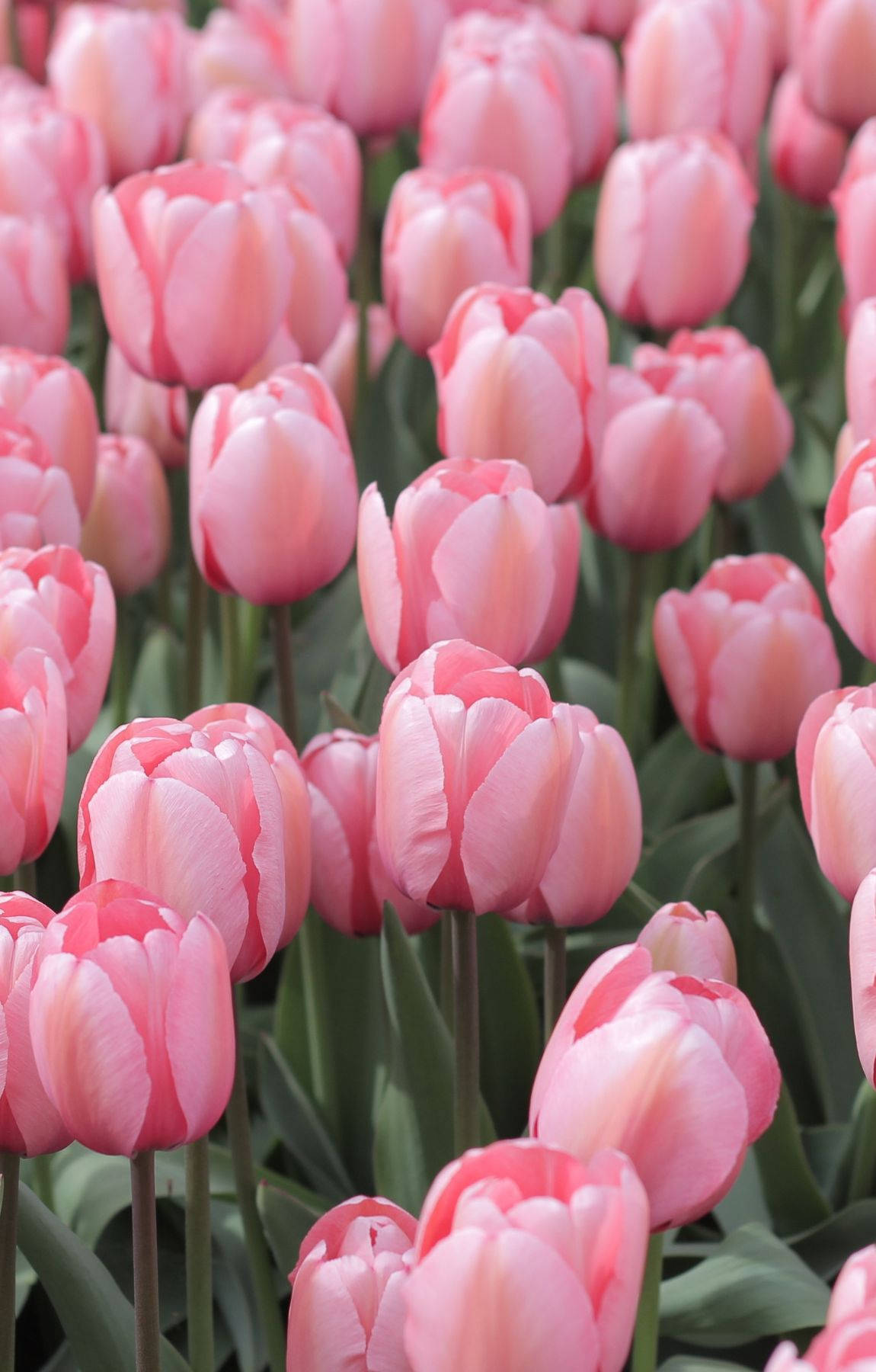 Baby Pink Tulips In Full Bloom Wallpaper