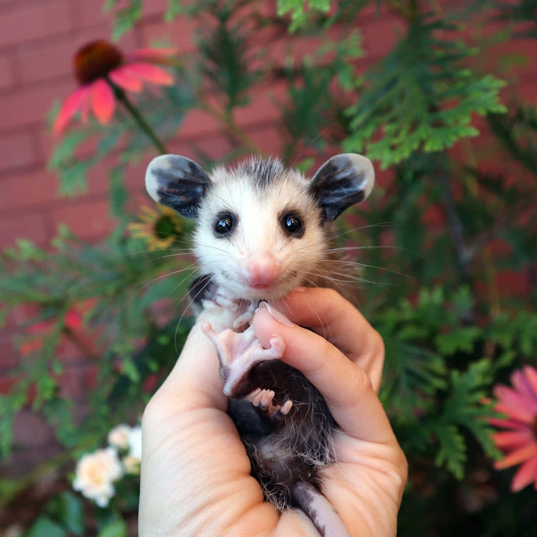 Baby Possum Heldin Hands.jpg Wallpaper