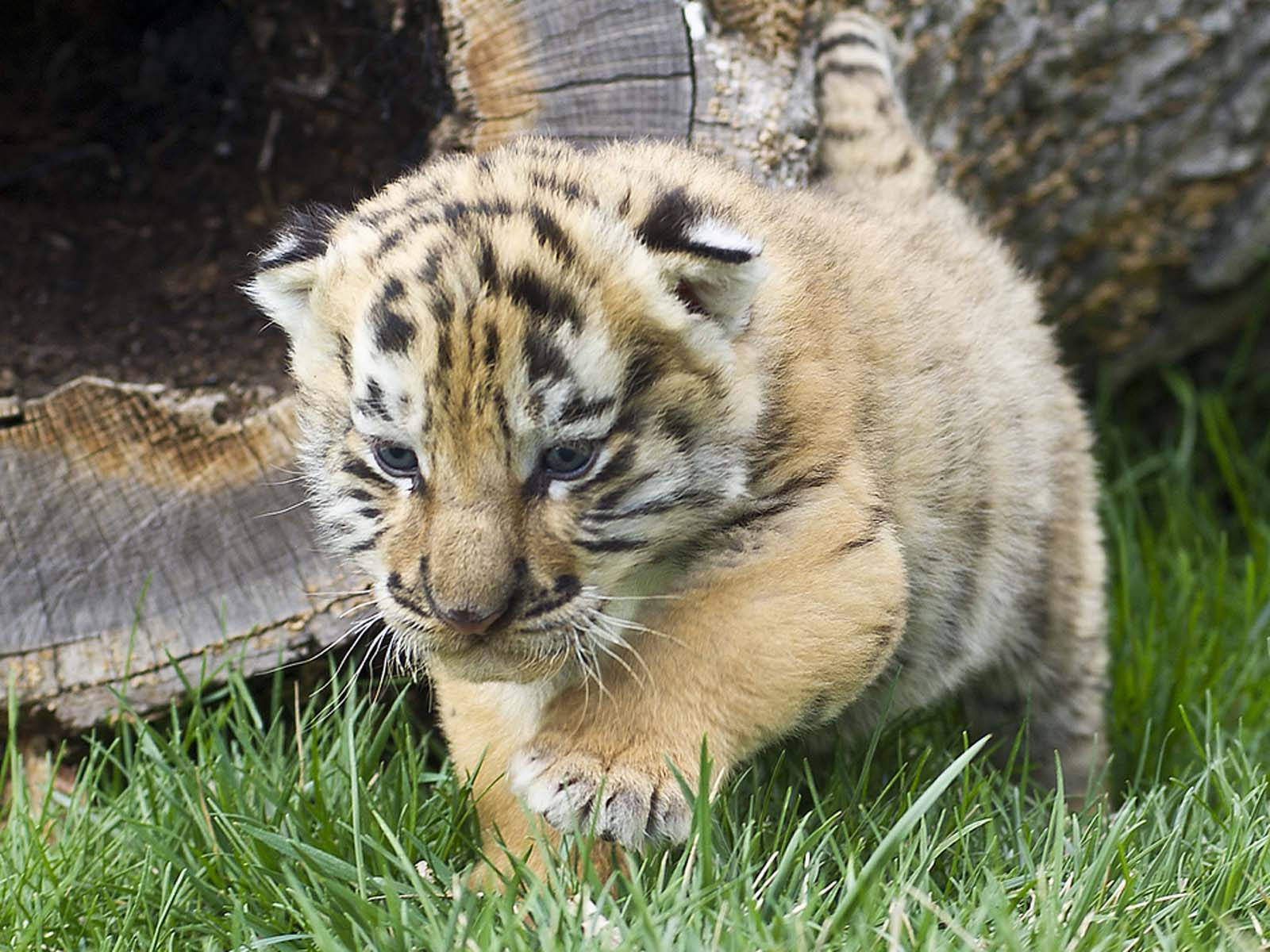 Baby Tiger With Light Fur Wallpaper