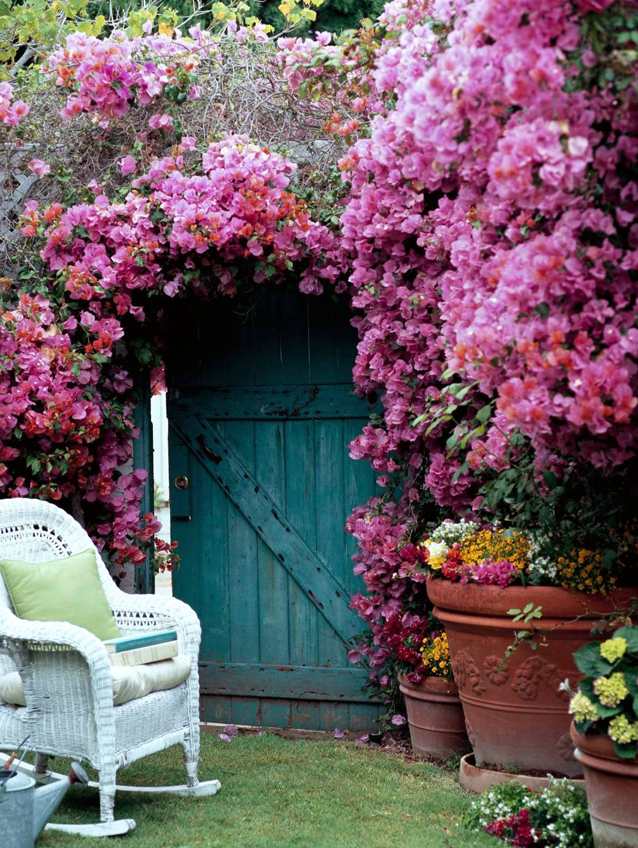 Backyard Of Bougainvillea Wallpaper