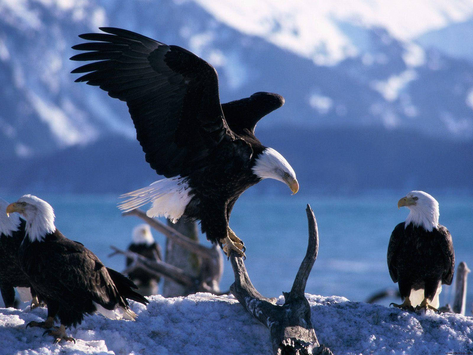 Bald Eagle Flock Wallpaper