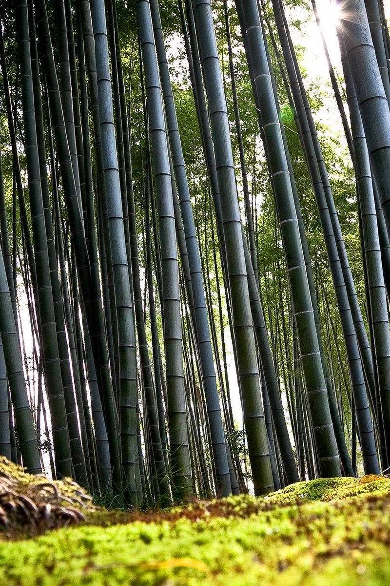 Bamboo Forest Iphone Dark Poles Wallpaper