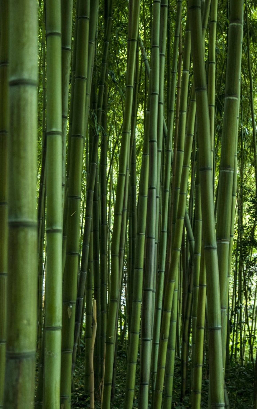 Bamboo Plant Cluster Iphone Wallpaper