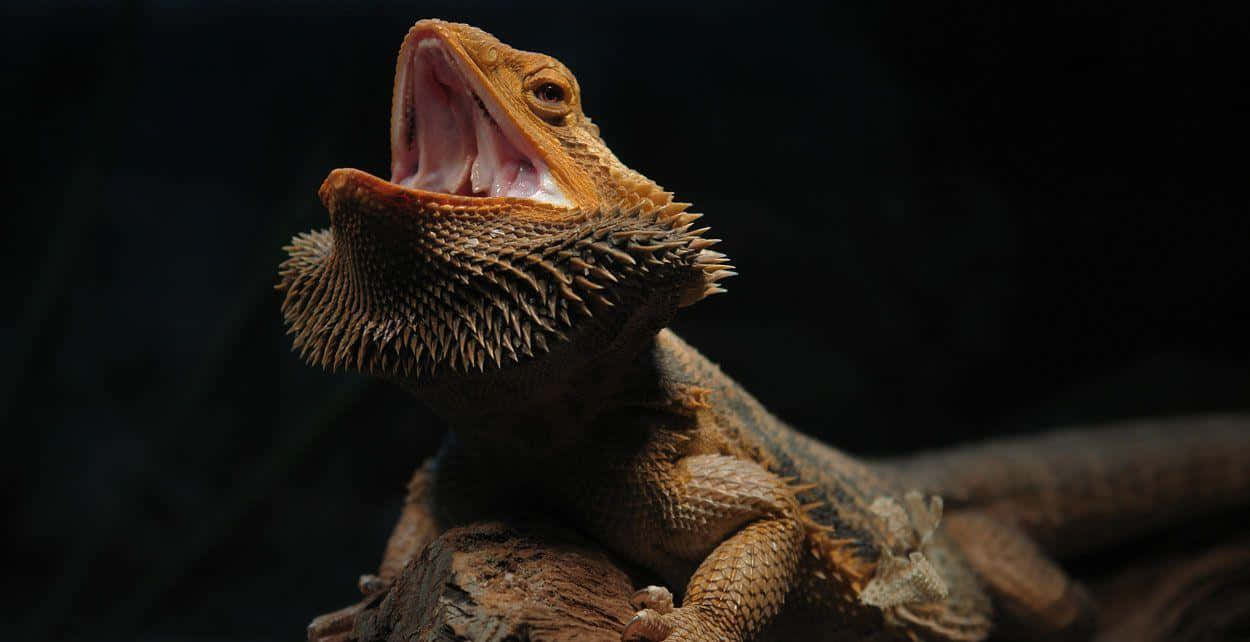 Bearded Dragon Open Mouth Wallpaper