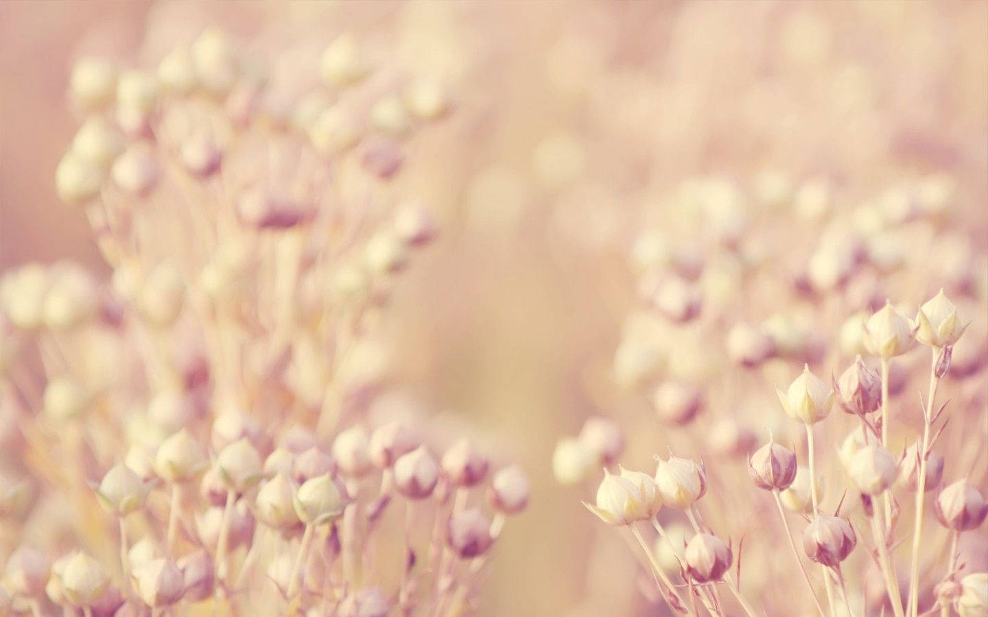 Beautiful Blooms Of Pink Floral Buds Wallpaper