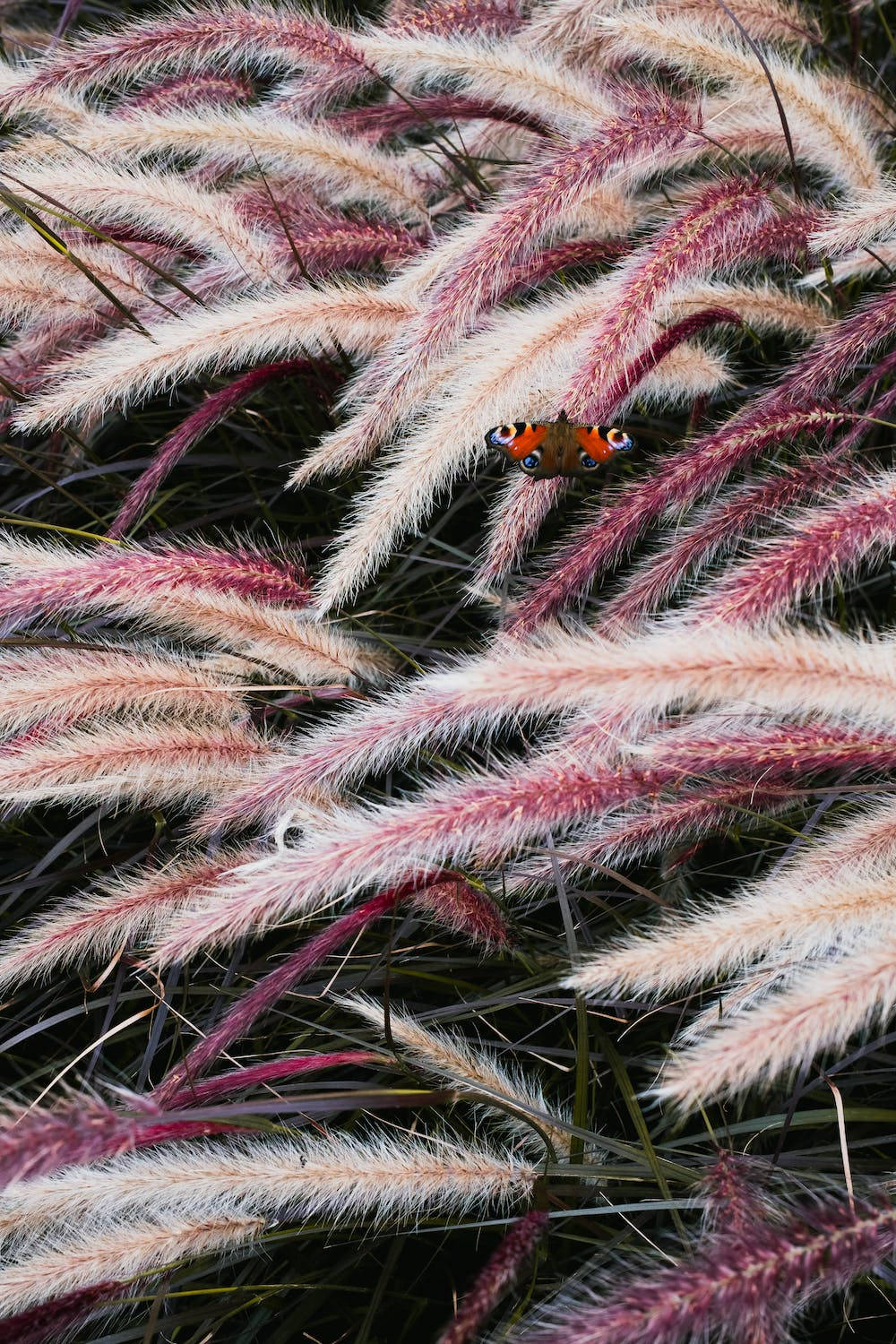 Beautiful Butterfly Iphone 11 Pro 4k Wallpaper