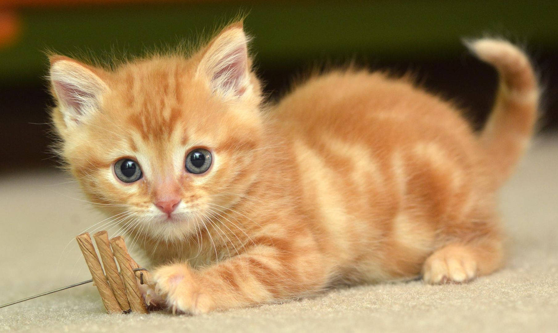 Beautiful Cat With Wooden Toy Wallpaper