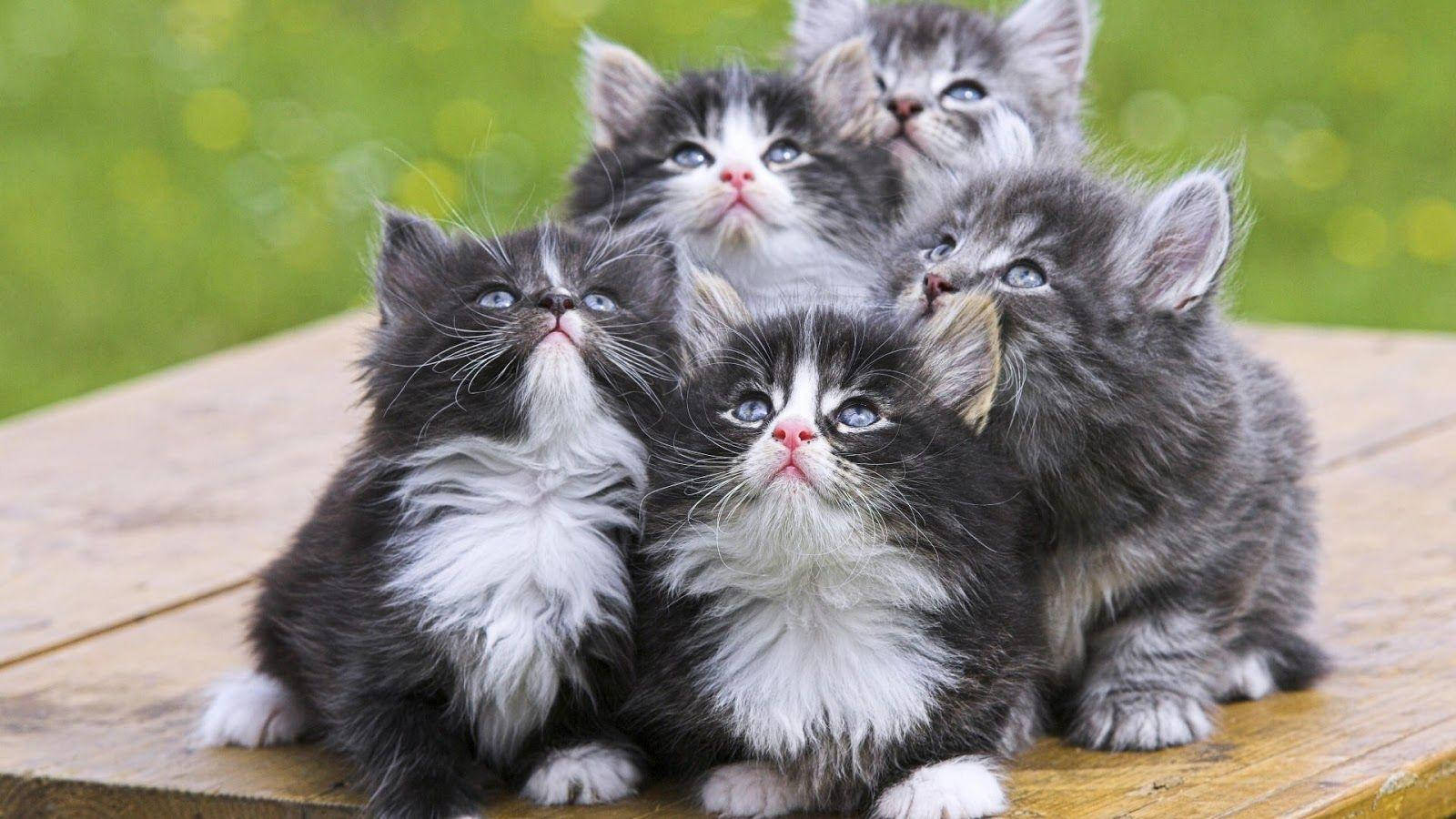 Beautiful Cats Looking Upwards Wallpaper