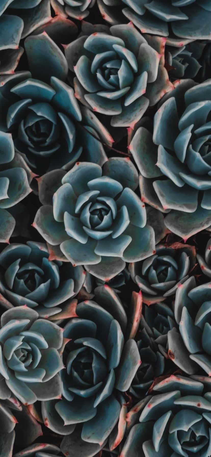 Beautiful Dark Green Succulent Iphone Wallpaper