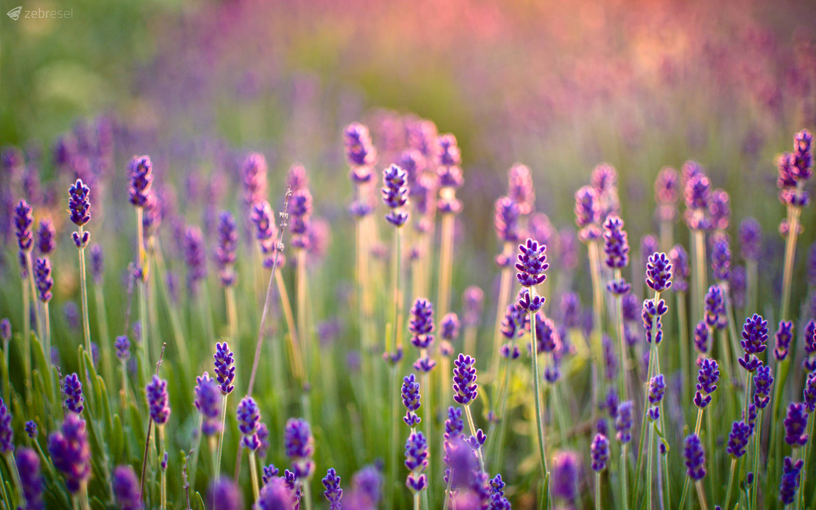 Beautiful Lavender Desktop Wallpaper