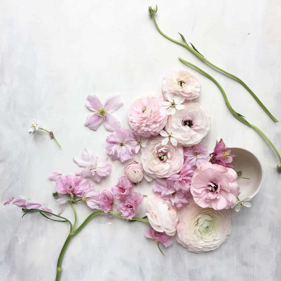 Beautiful Pink Flowers Still Life Wallpaper