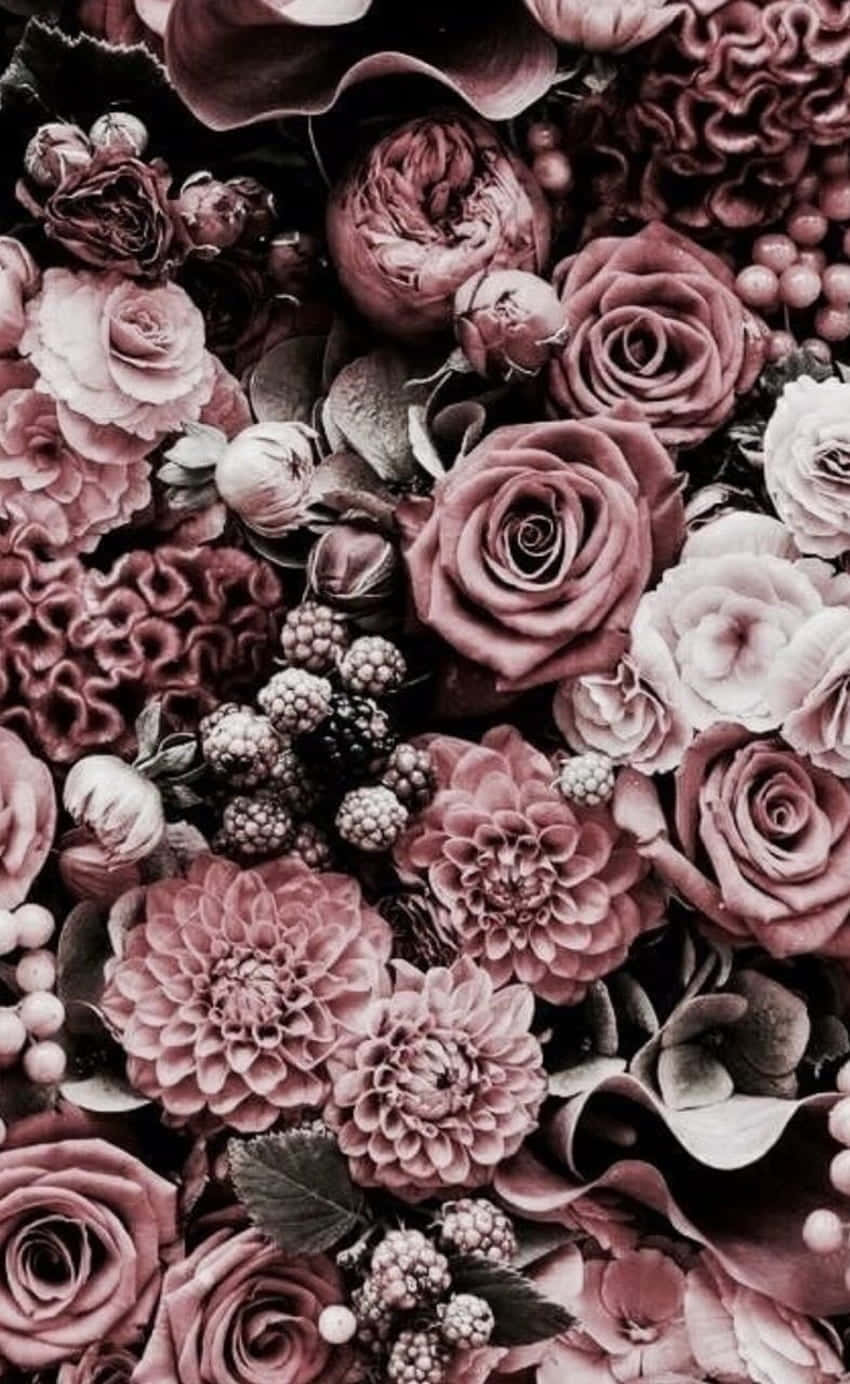 Beautiful Red Roses Against A Dark Background Wallpaper
