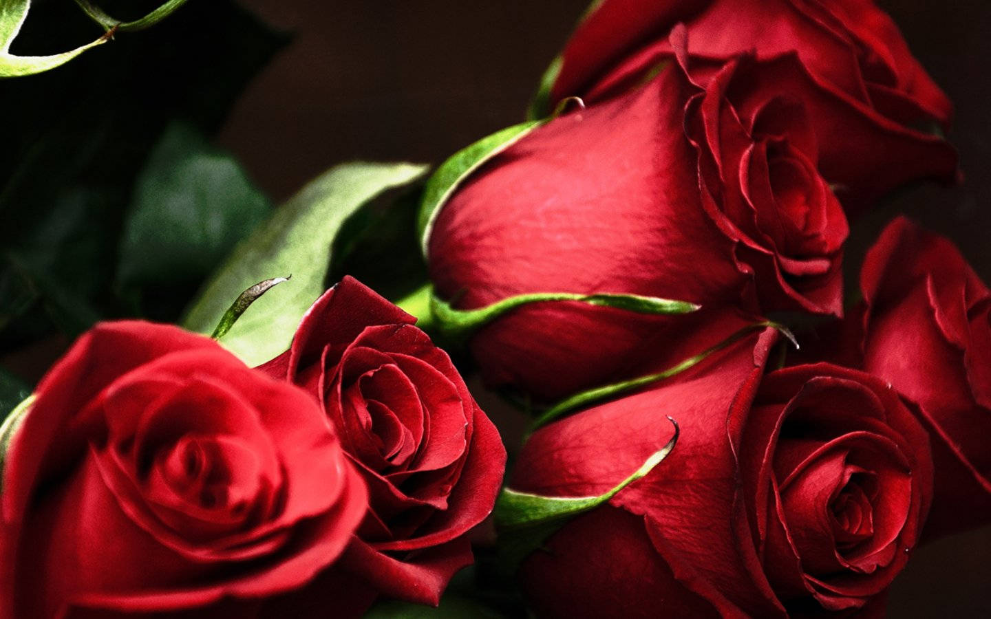 Beautiful Rose Flowers Red Aesthetic Wallpaper