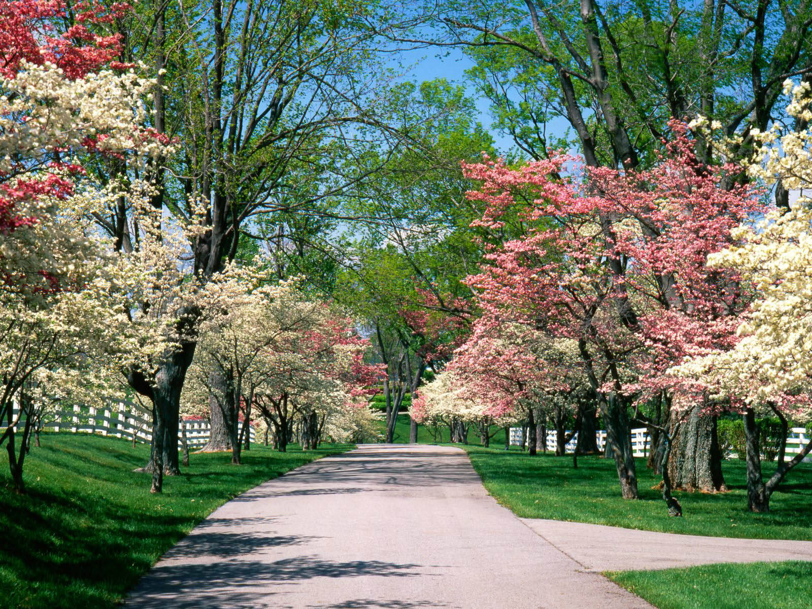 Beautiful Spring Pink And White Dogwood Trees Wallpaper