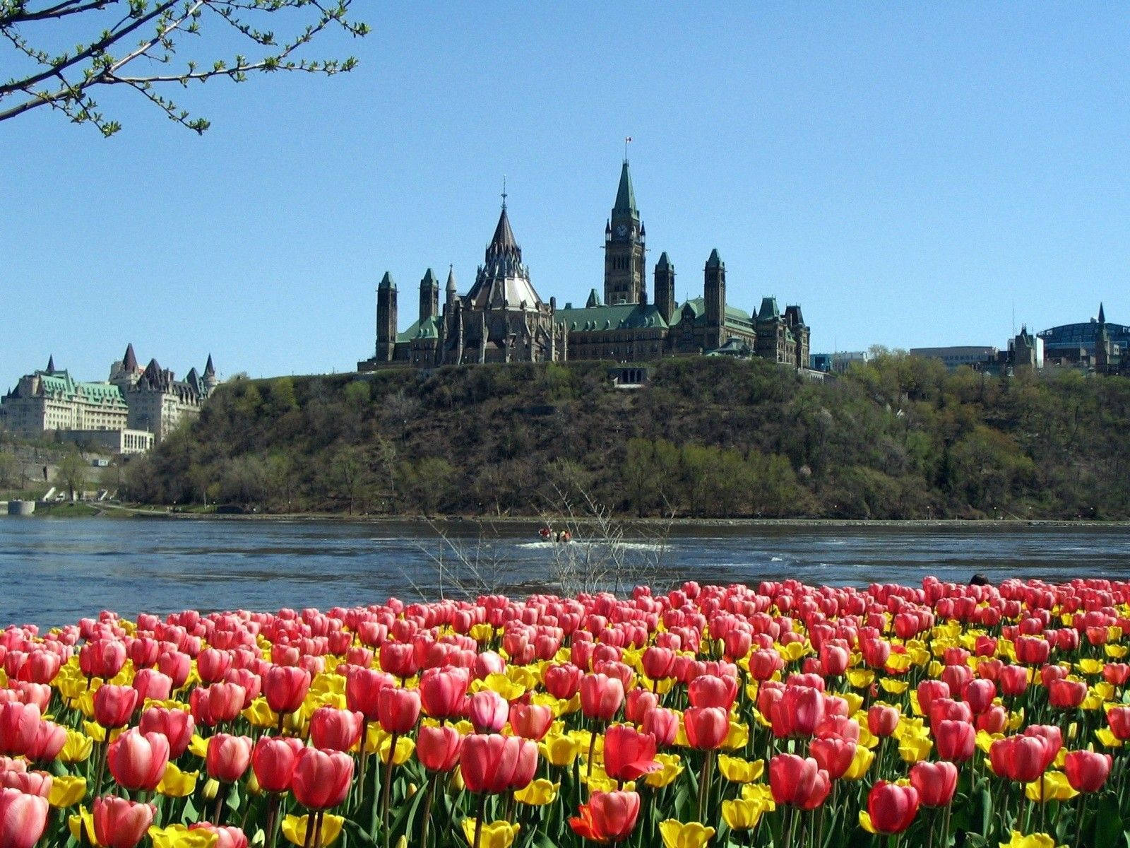 Beautiful Tulip Flowers And A Majestic Castle Surrounded By A Gorgeous Blue Sky During Spring Wallpaper