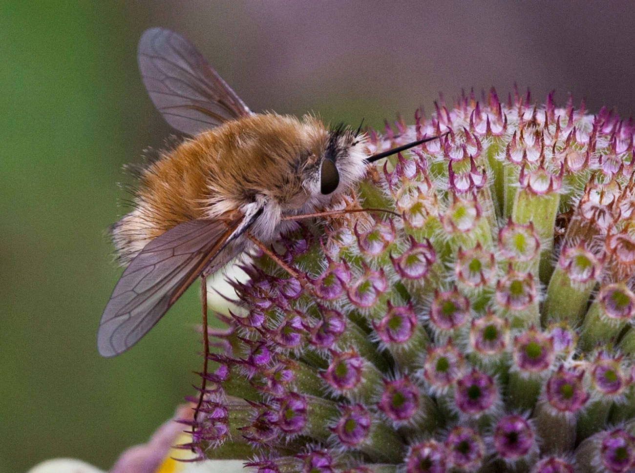 Bee Fly Wallpaper