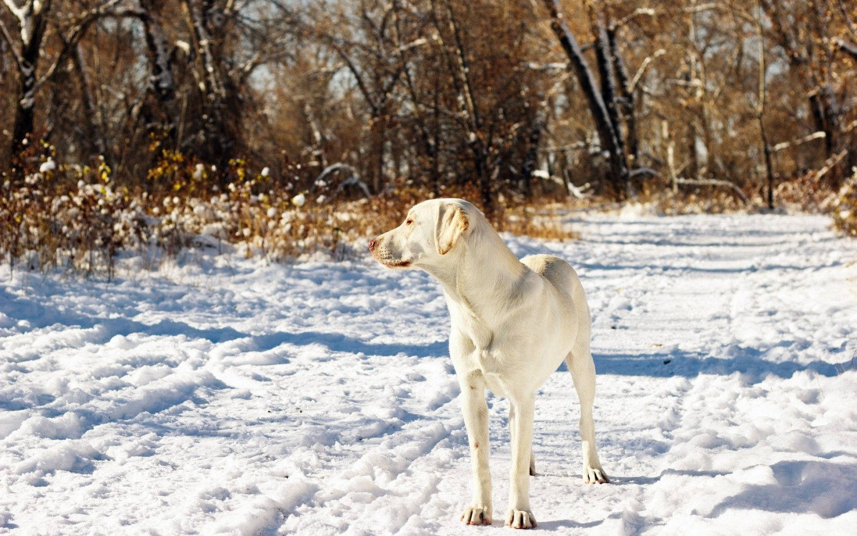 Best Friends Walking In The Snow. Wallpaper