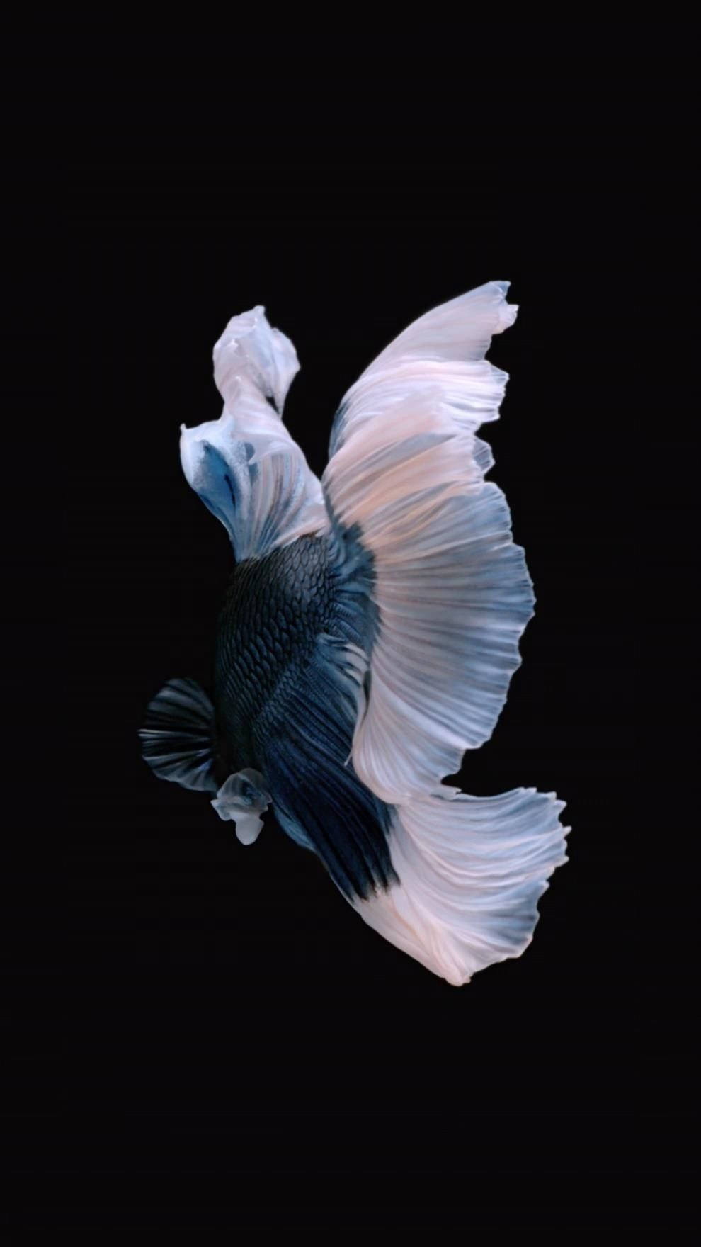 Betta Fish Iphone Live Wallpaper