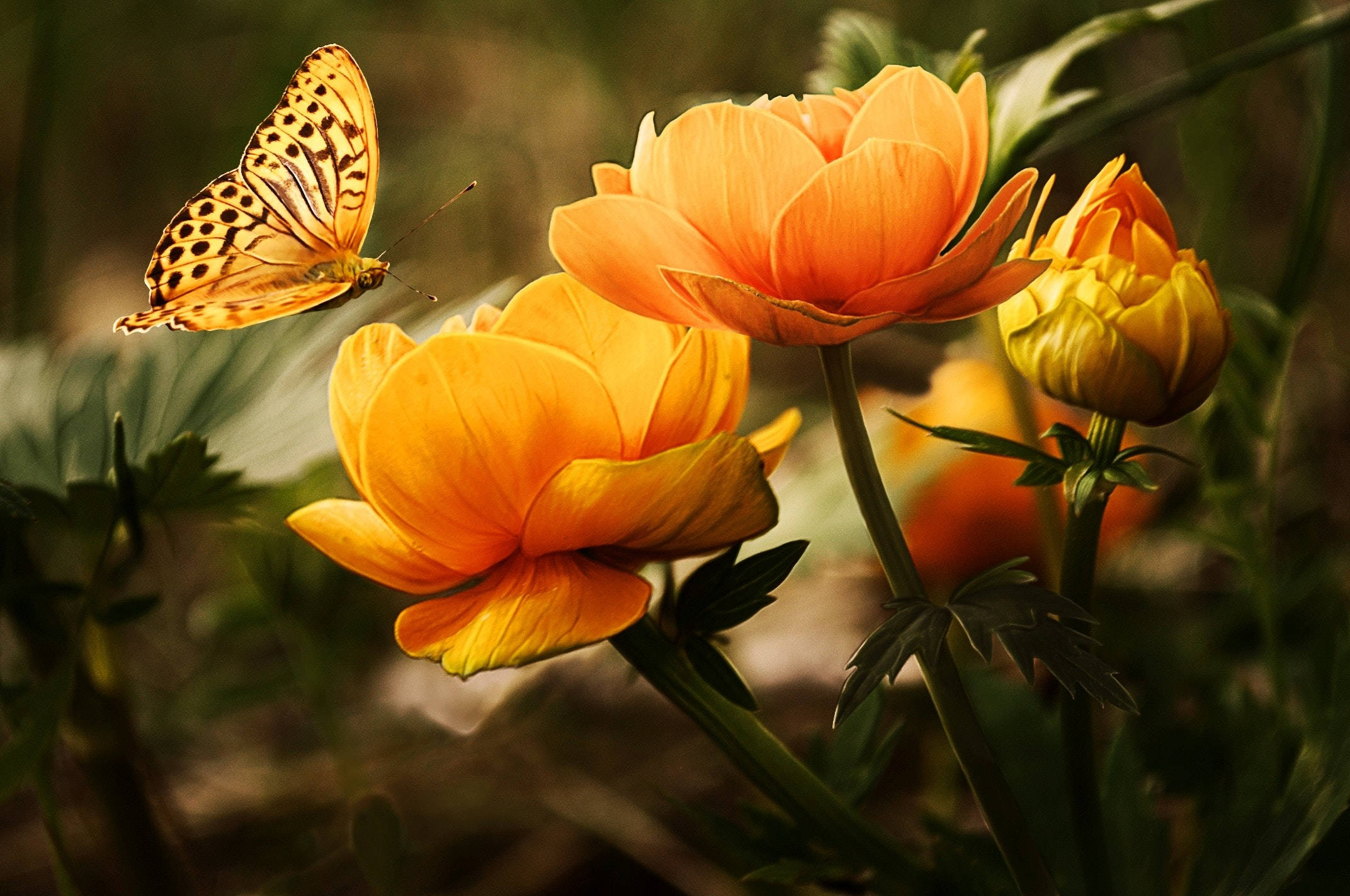 Big 3d Desktop Orange Flowers Wallpaper