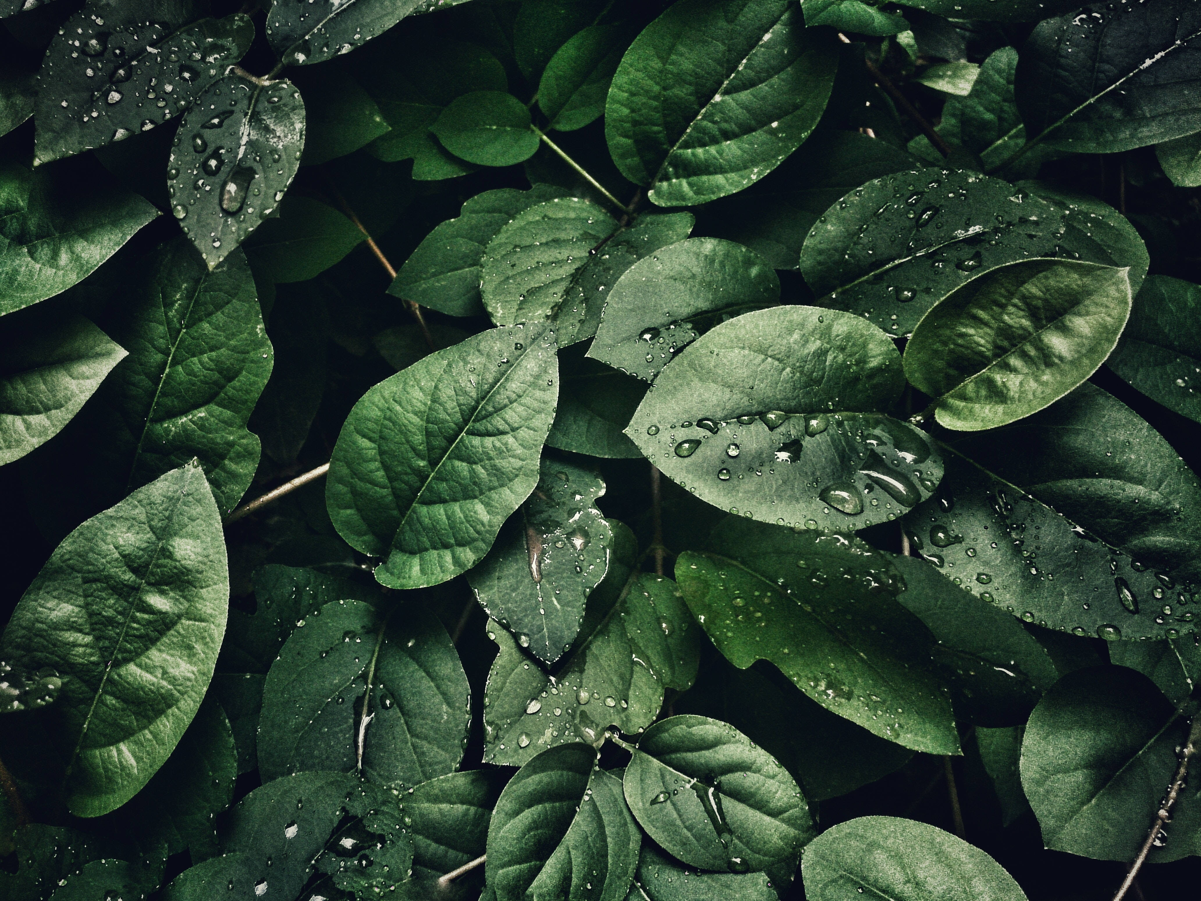 Big 3d Desktop Wet Leaves Wallpaper