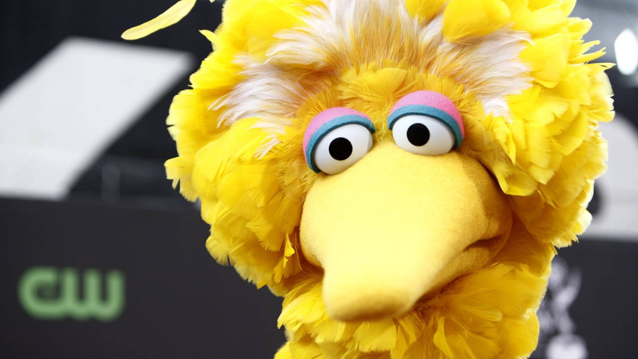 Big Bird Close-up Wallpaper