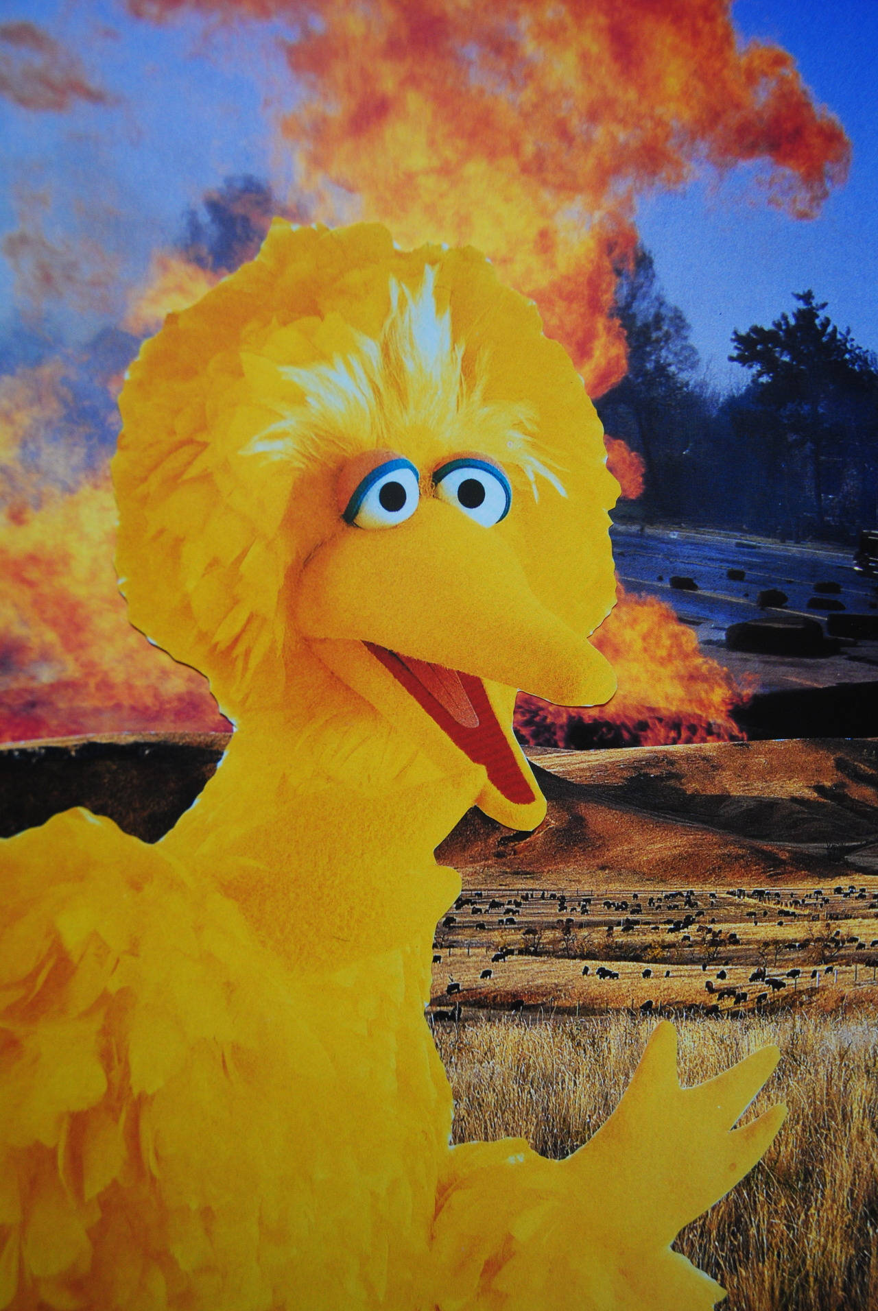 Big Bird Meme Wallpaper