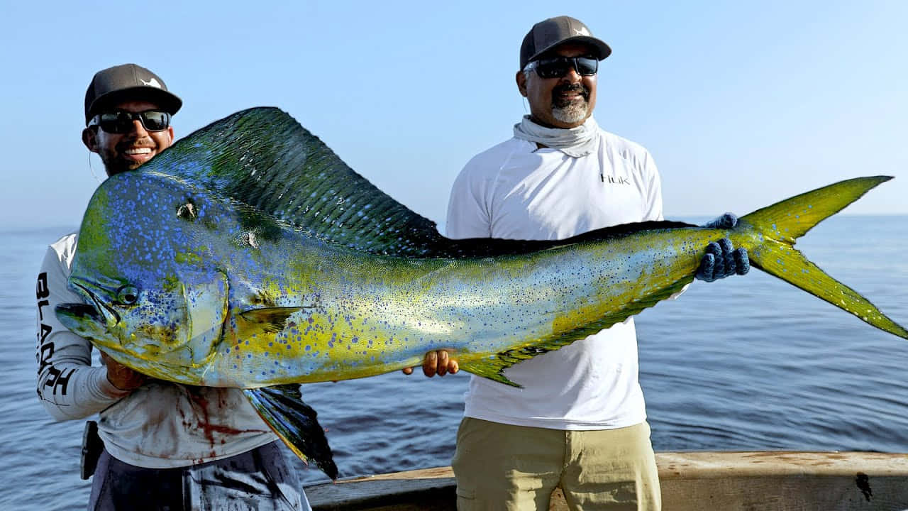 Big Catch Mahi Mahi Fishermen Wallpaper