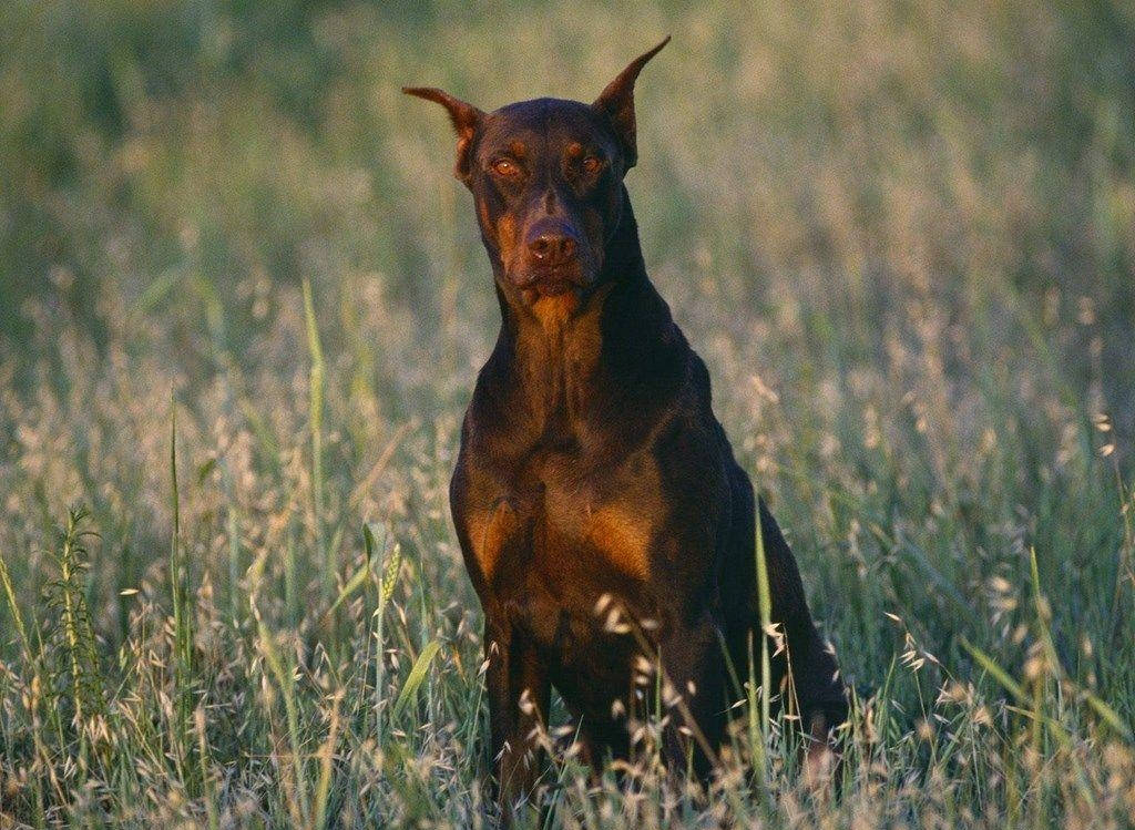 Big Doberman Dog Wallpaper