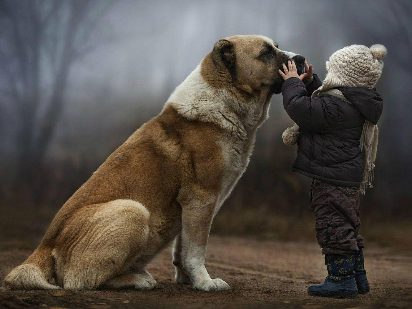 Big Dog With Kid Wallpaper