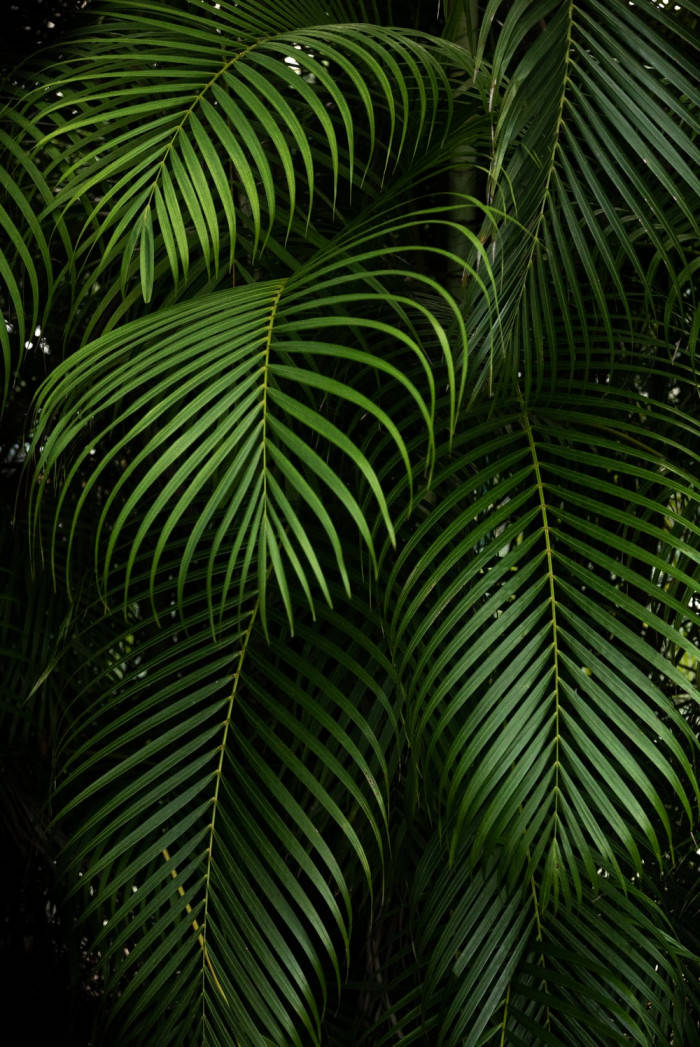 Big Green Leaves Aesthetic Phone Wallpaper