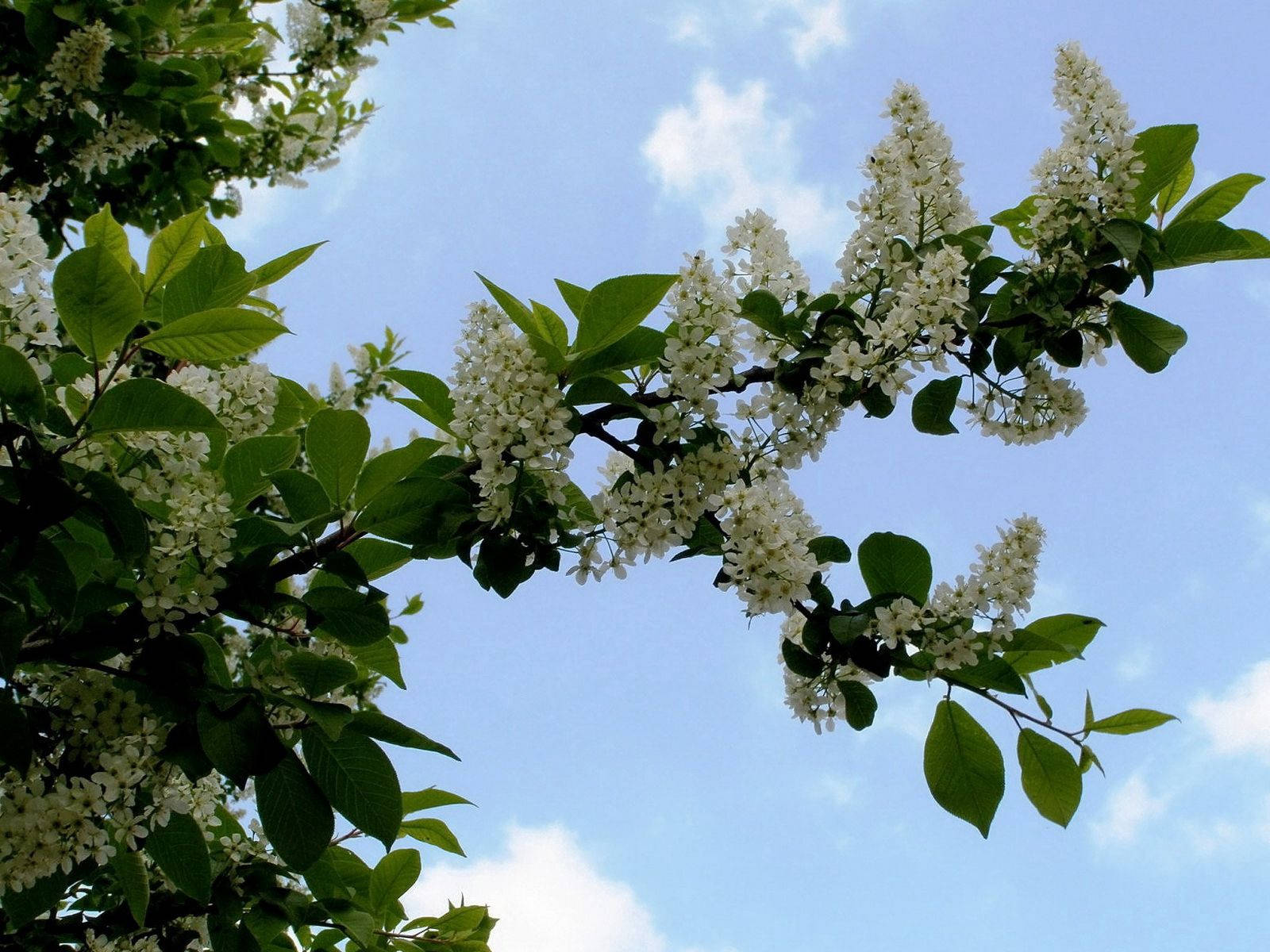 Big Leaf White Cherry Blossom Wallpaper