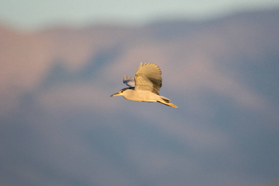 Bird Flying Freedom Wallpaper