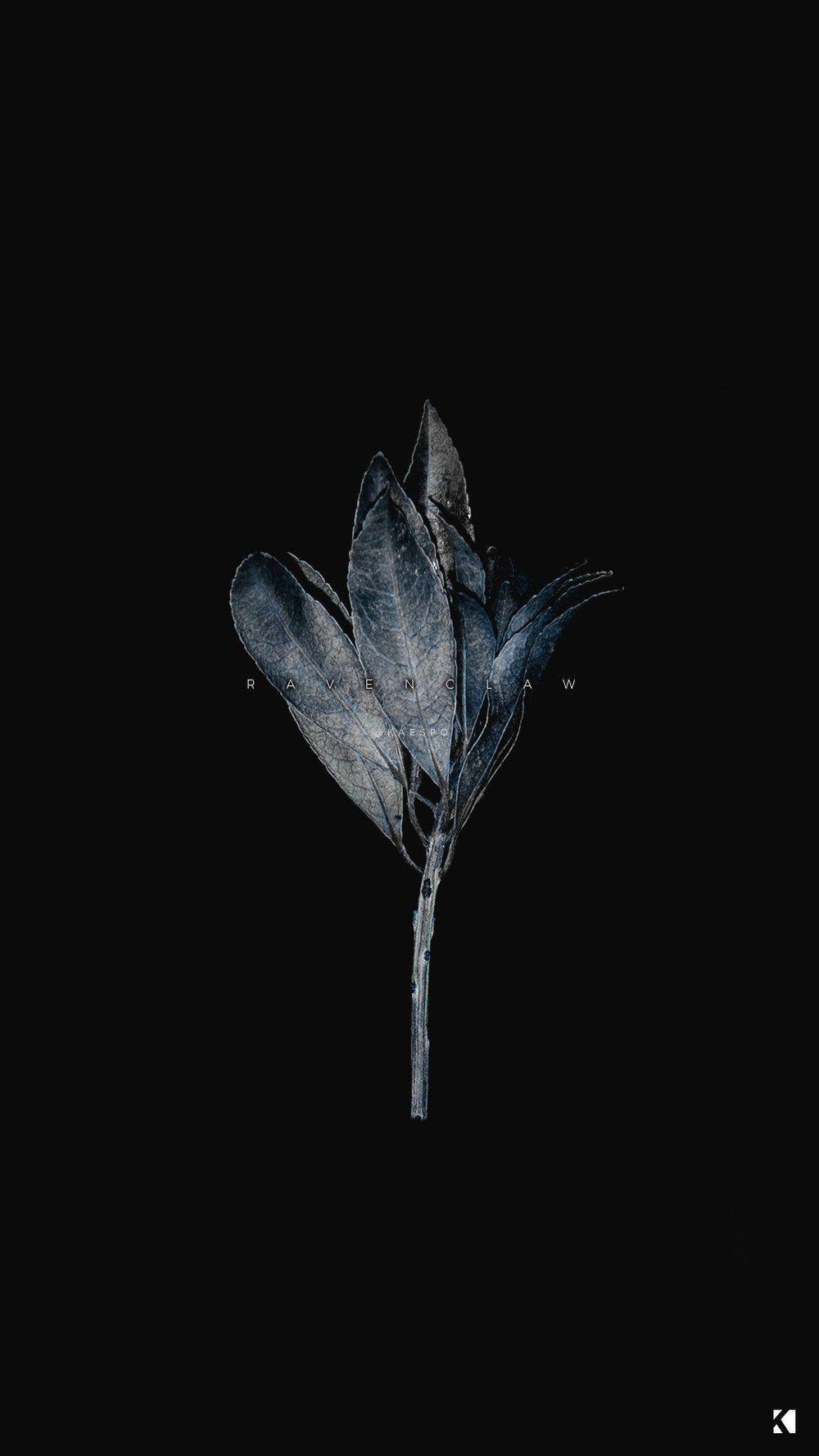 Black Aesthetic Iphone Dried Plant Wallpaper