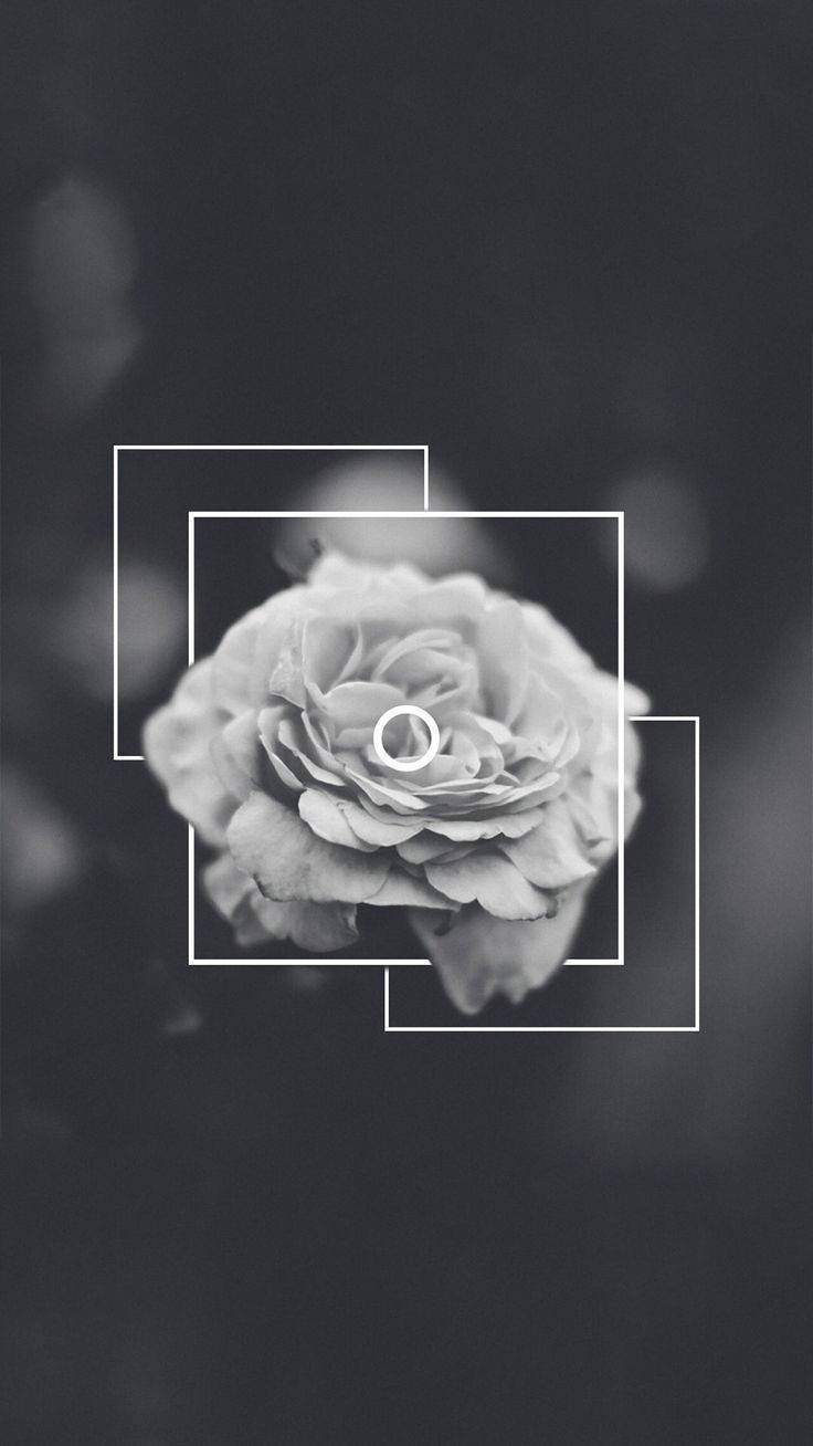 Black Aesthetic Iphone Rose Flower Wallpaper