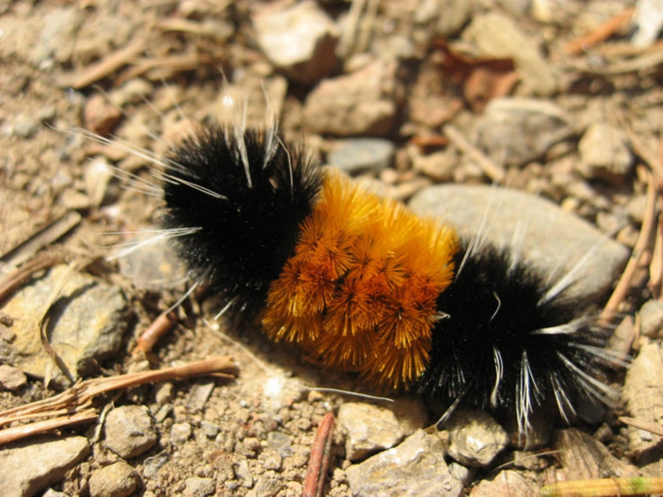 Black And Orange Caterpillar Wallpaper