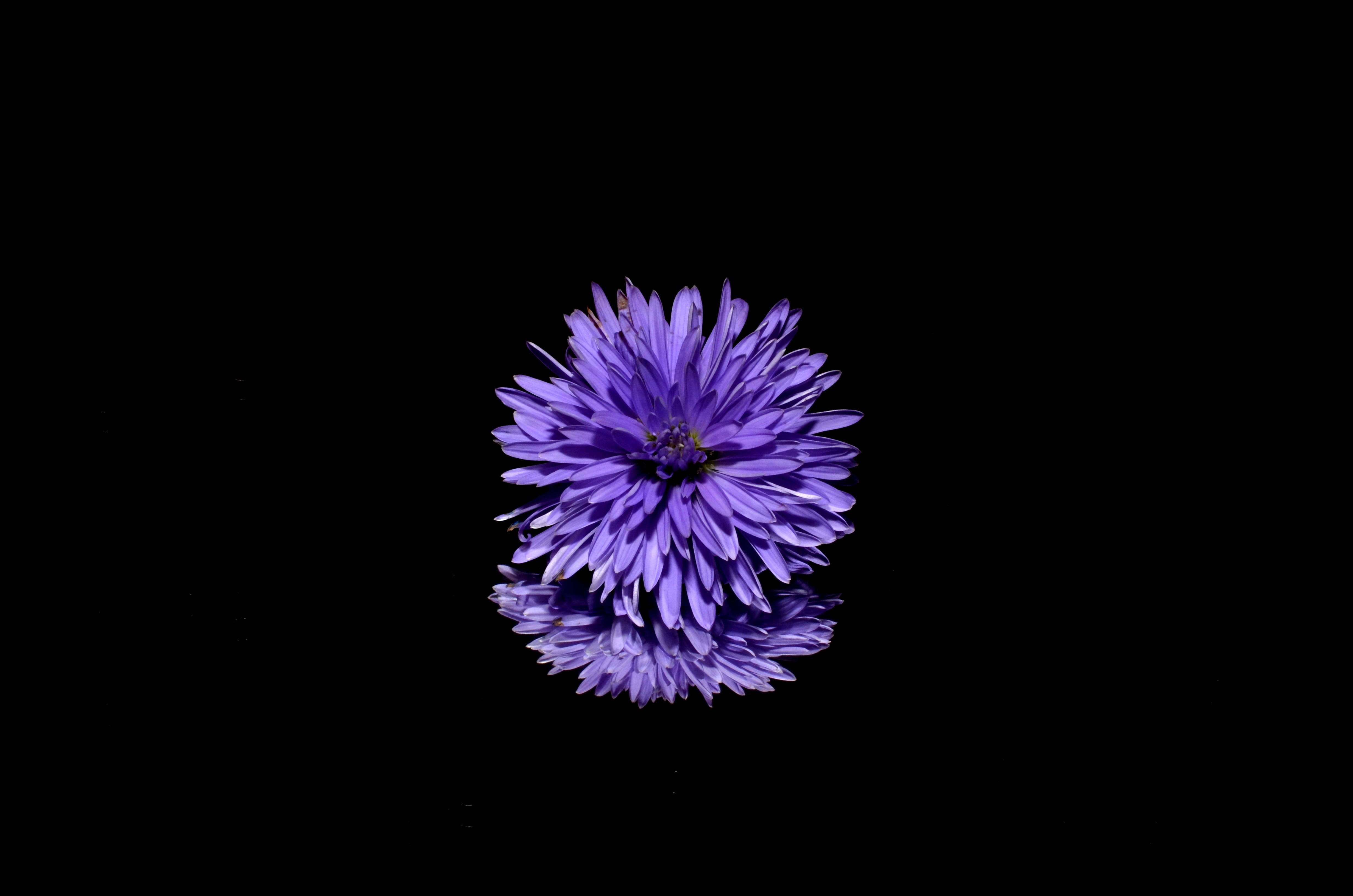 Black And Purple Blossom Wallpaper