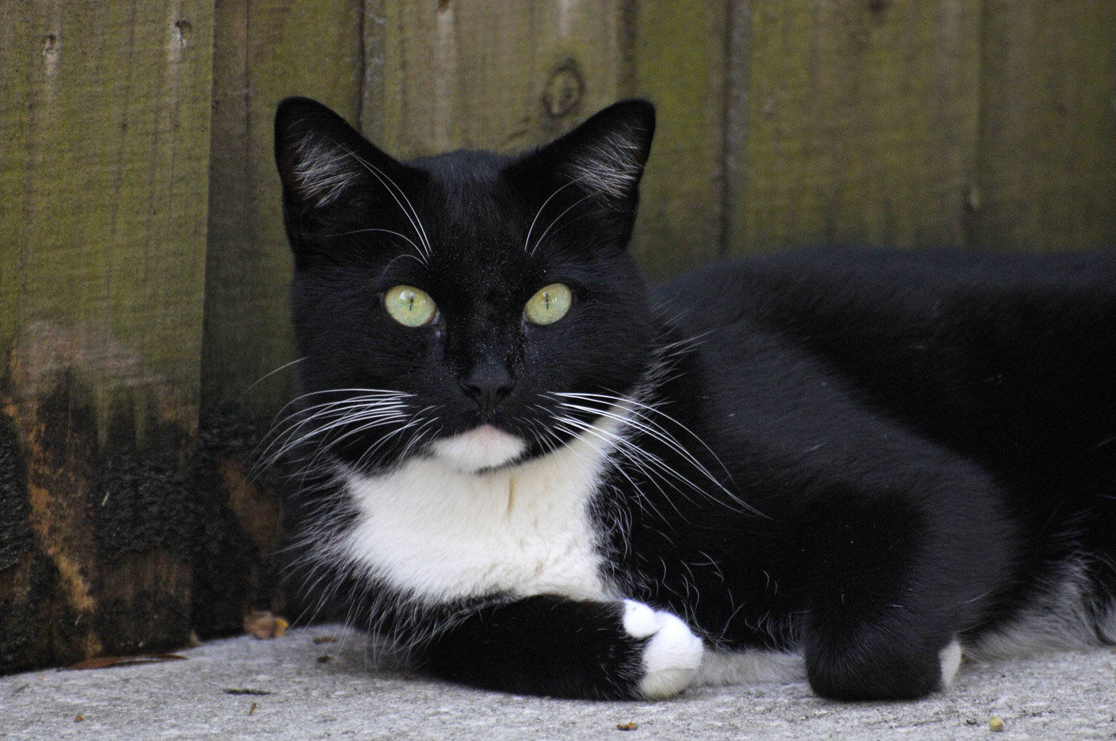 Black And White Cat Relaxes Wallpaper