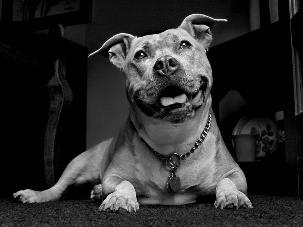 Black And White Dog Pit Bull Wallpaper