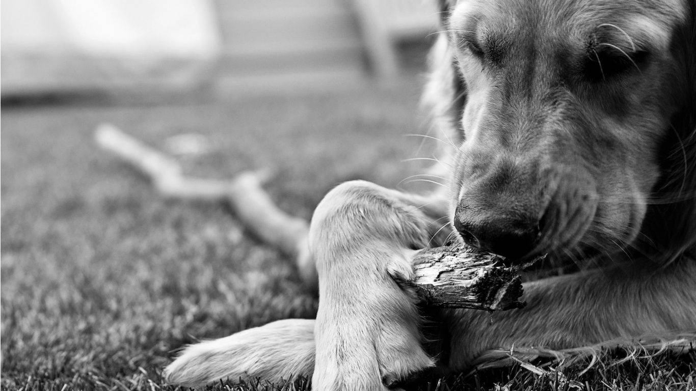 Black And White Dog Playing With Fetch Stick Wallpaper