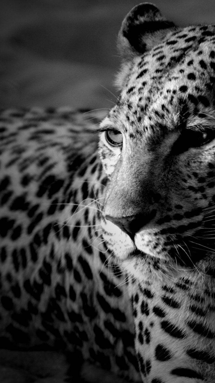 Black And White Iphone Leopard Wallpaper