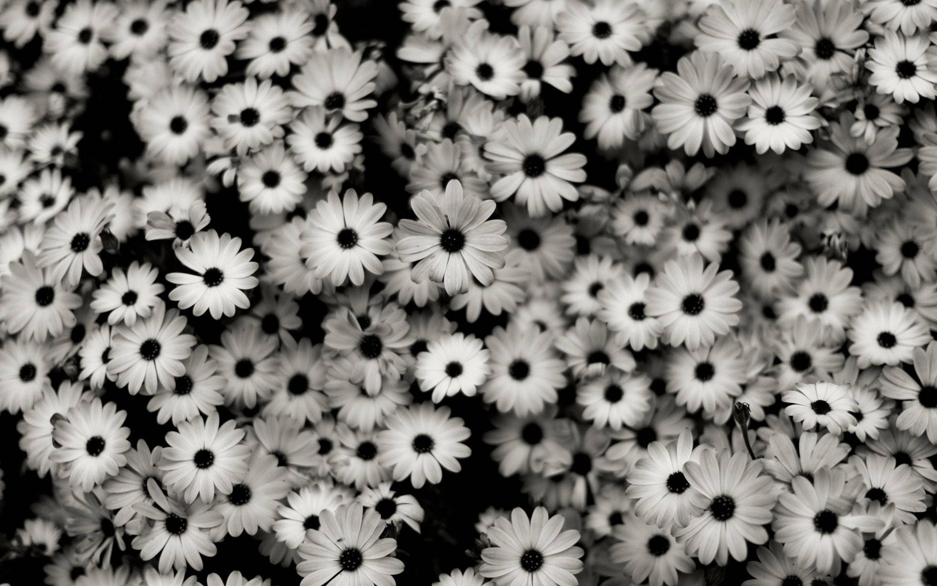 Black And White Photography Daisies Wallpaper