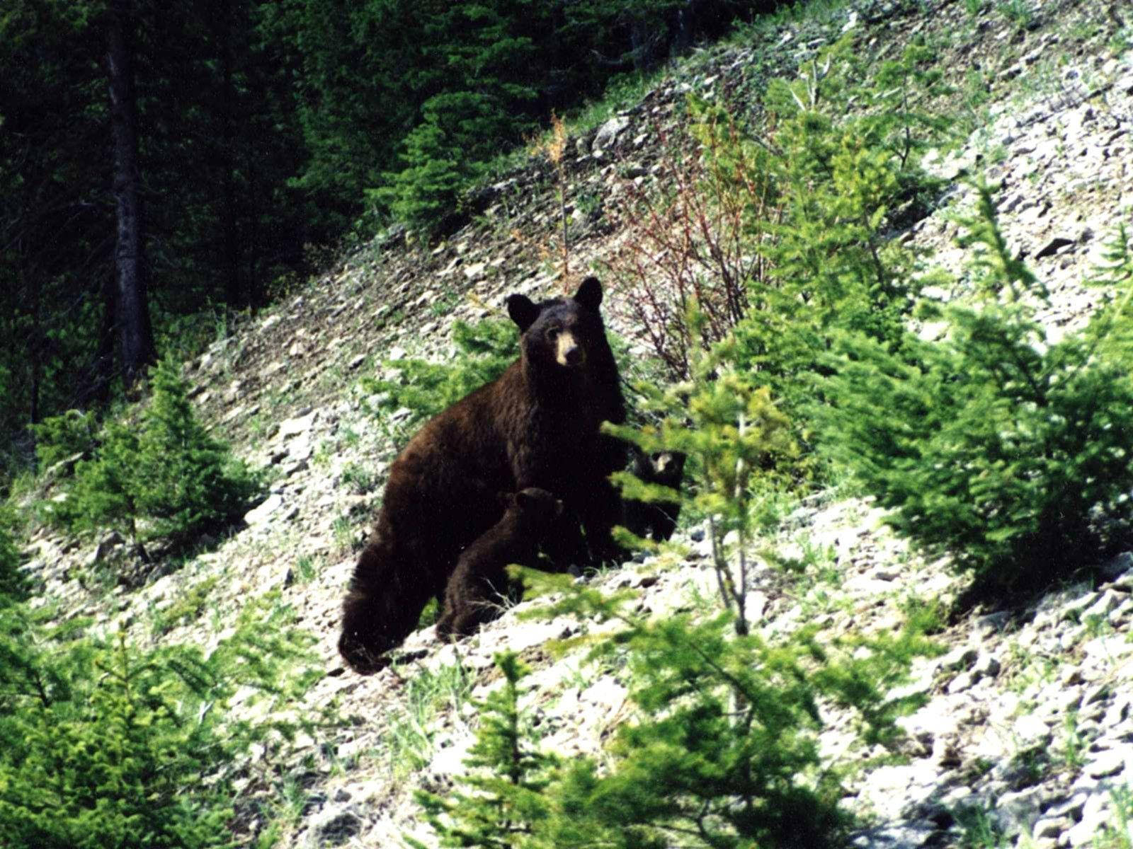 Black Bear Leaning On Sloped Hill Wallpaper