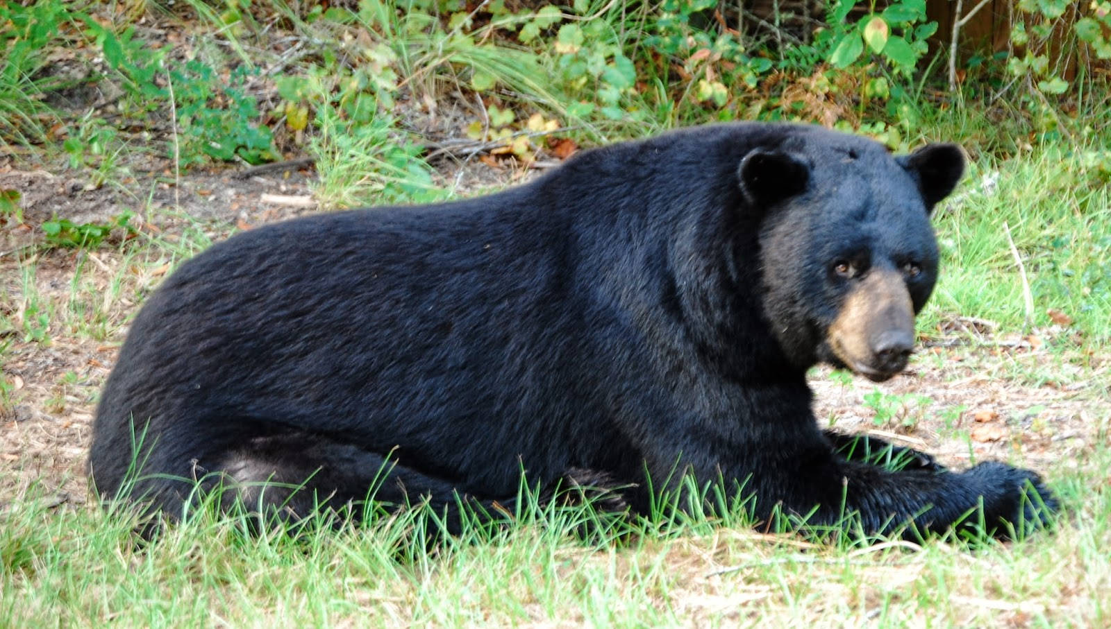 Black Bear Teary Eyes Wallpaper