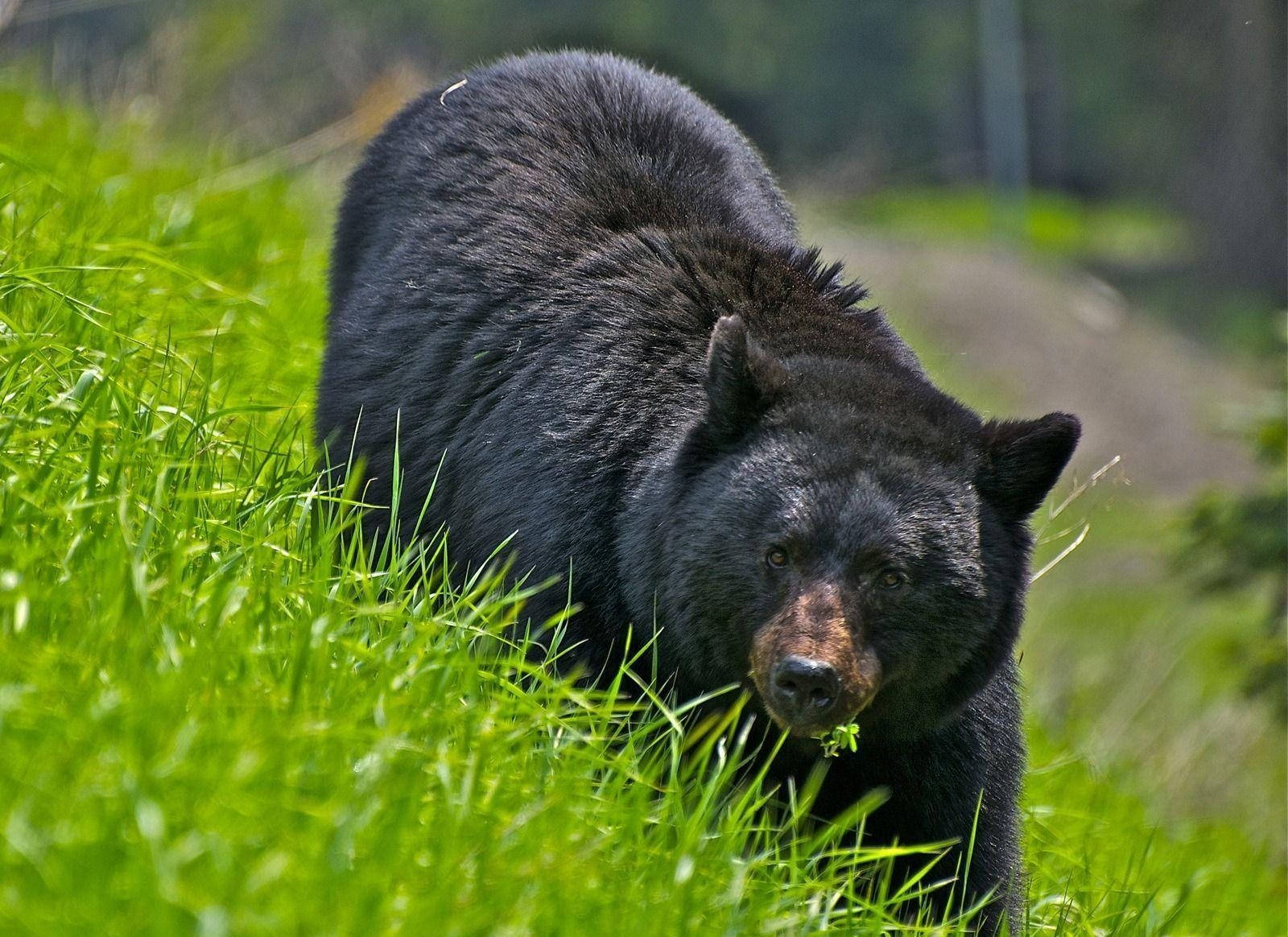 Black Bear Walking Enraged Wallpaper