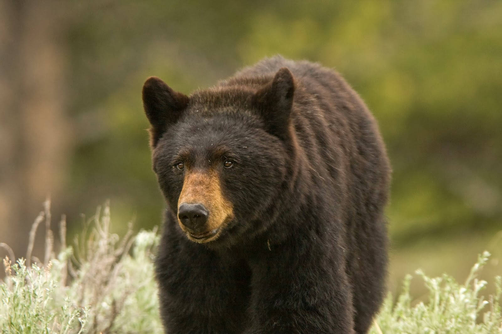 Black Bear With Semi-brown Fur Wallpaper