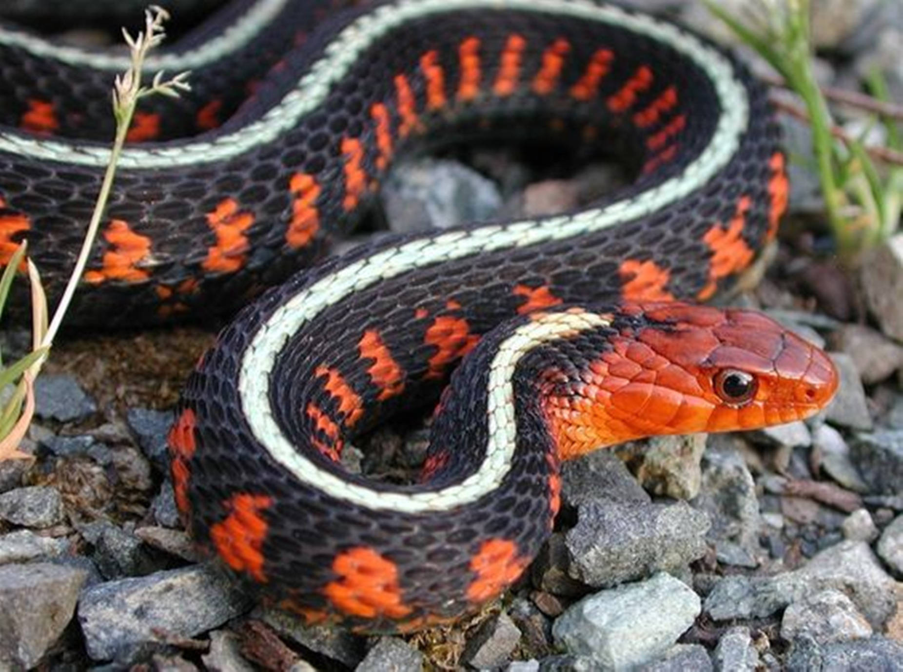 Black California Red-sided Garter Snake Wallpaper