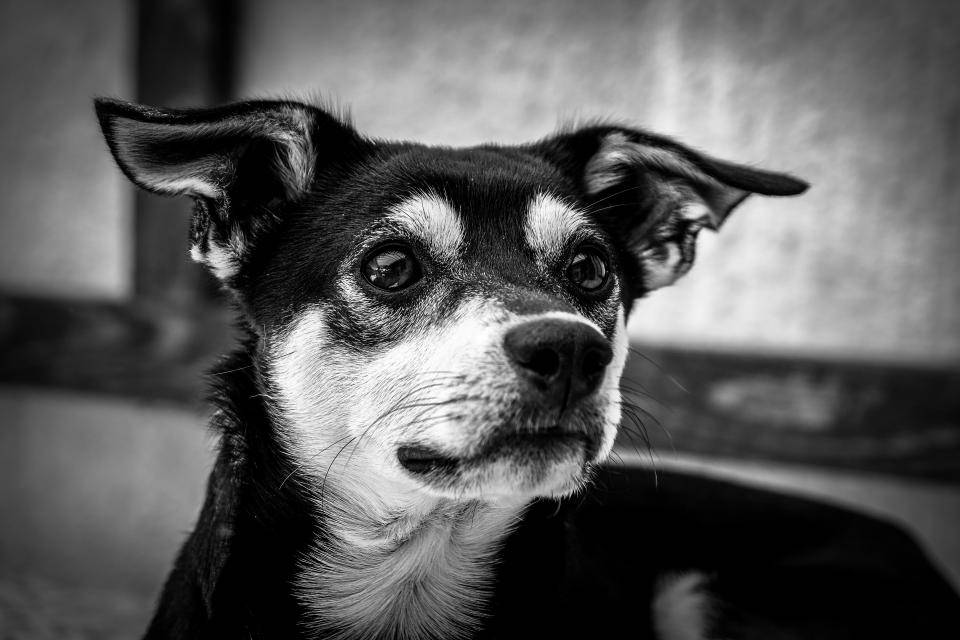 Black Cute Puppy With Big Ears Wallpaper