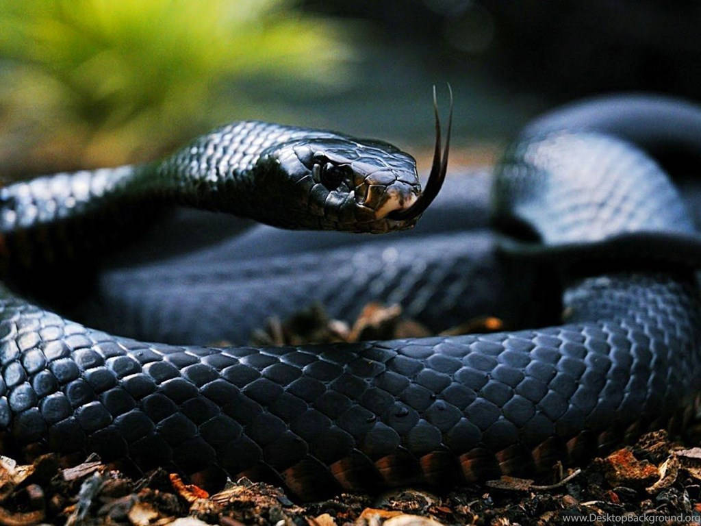 Black King Cobra Wallpaper