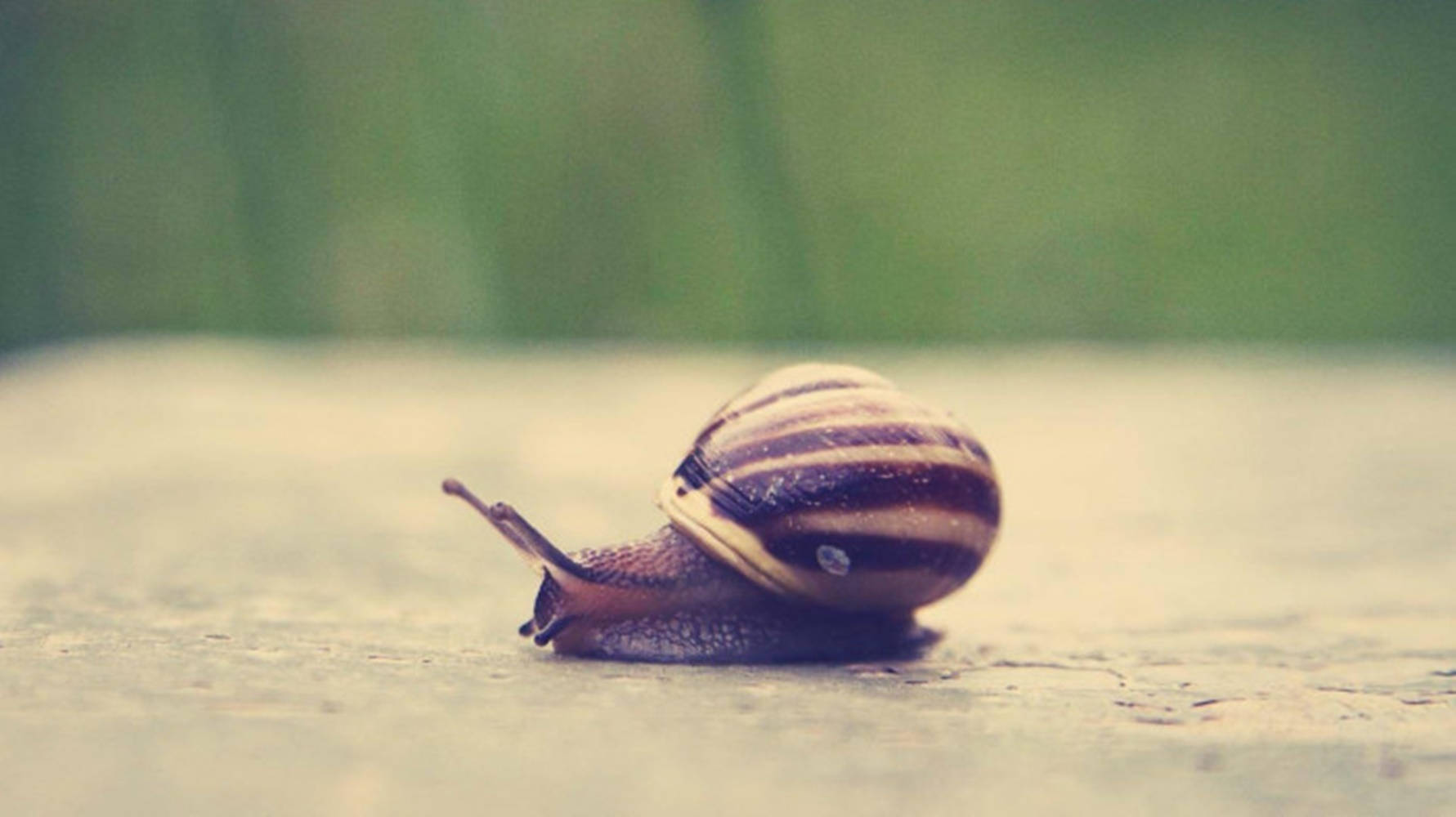 Black Striped Snail Wallpaper